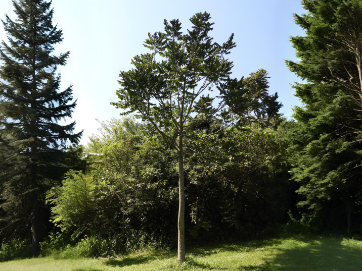 Cedrela balansae