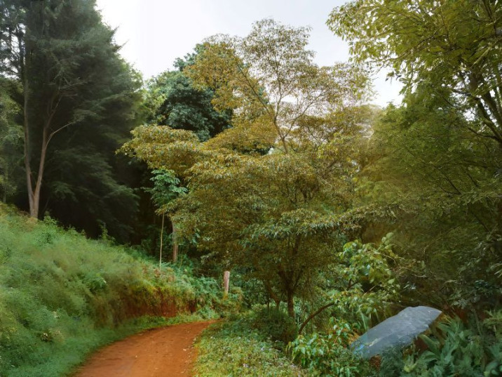 Croton megalocarpus