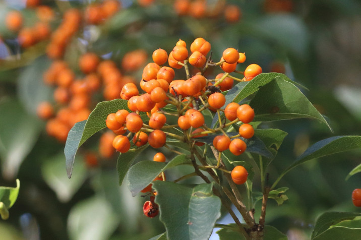 Auranticarpa rhombifolia
