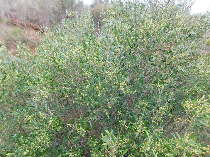 Olea africana