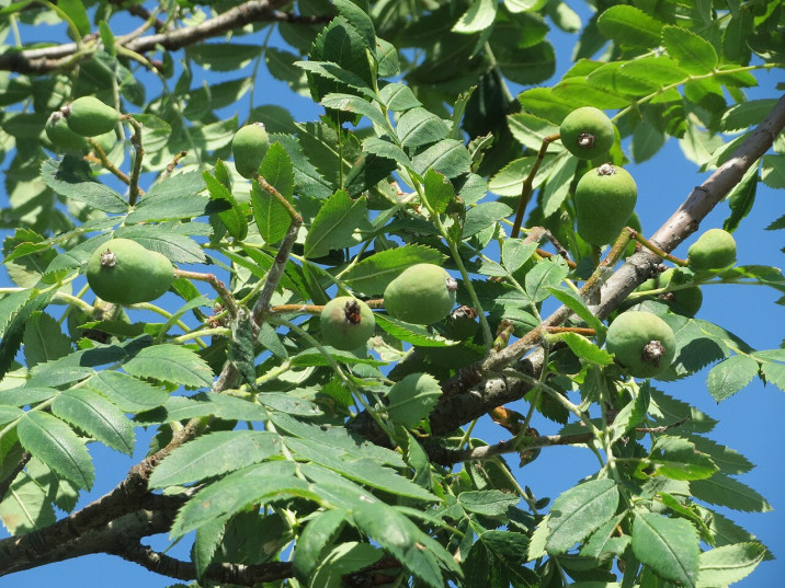 Sorbus domestica