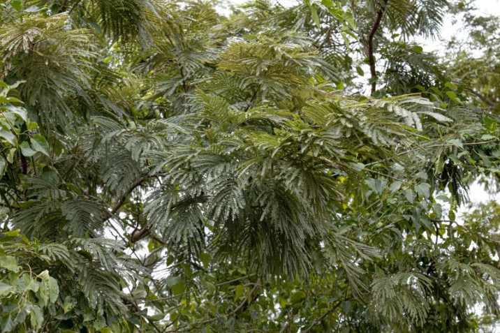 Leucochloron incuriale