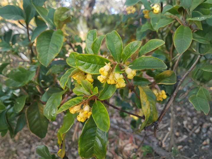 Pittosporum revolutum