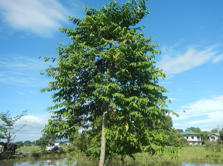 Cananga odorata