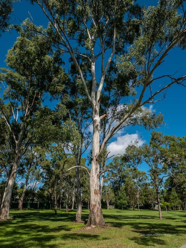 Eucalyptus tereticornis