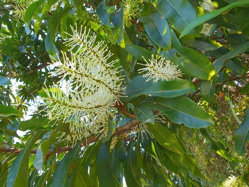 Darlingia darlingiana