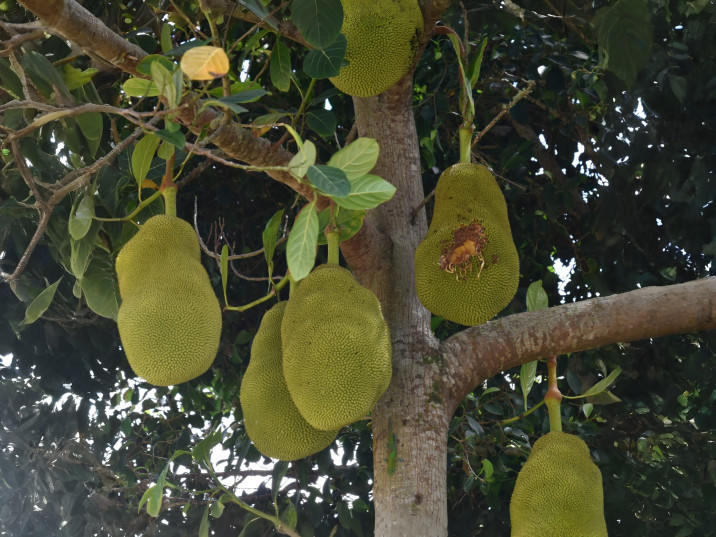 Artocarpus heterophyllus
