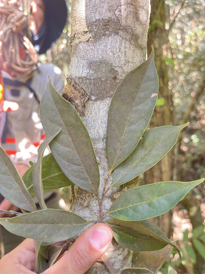 Ilex cerasifolia