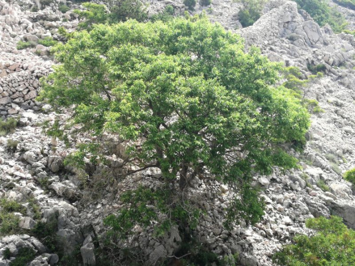 Celtis australis