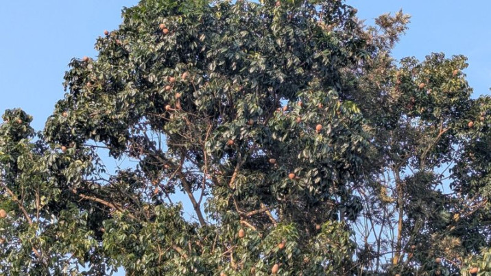 Swietenia macrophylla