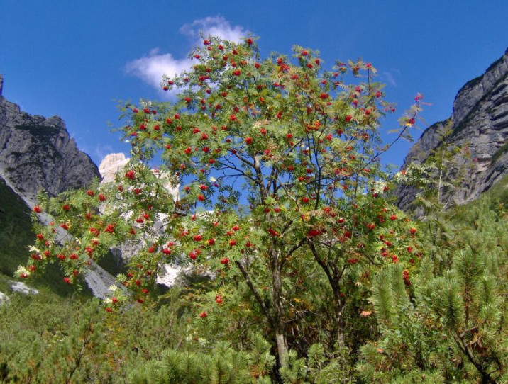 Sorbus aucuparia