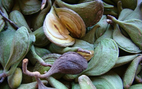 Aspidosperma parvifolium