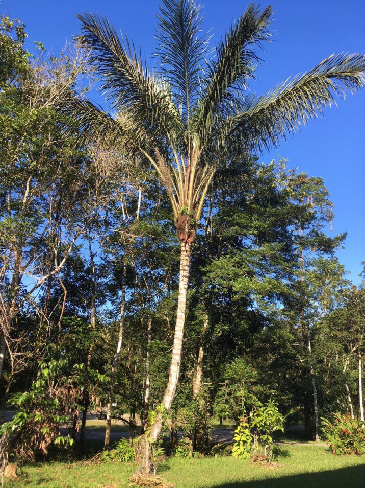 Astrocaryum chambira