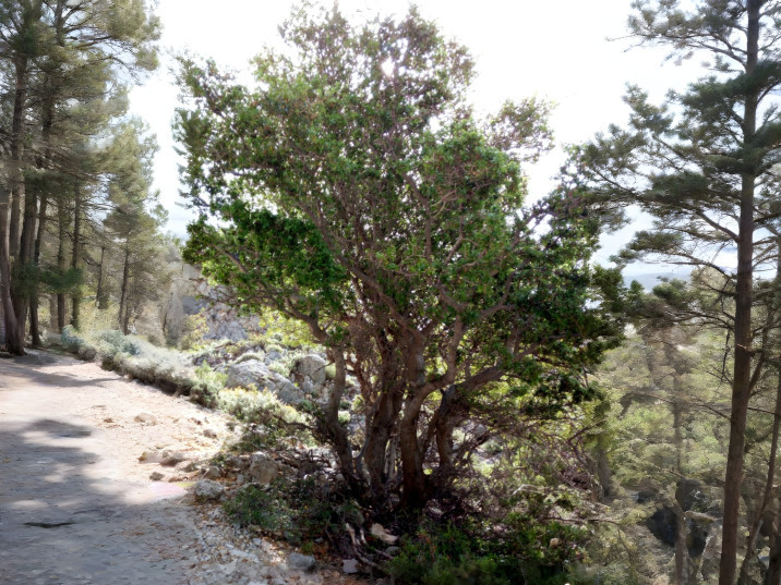 Quercus coccifera