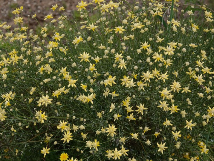 Genista umbellata