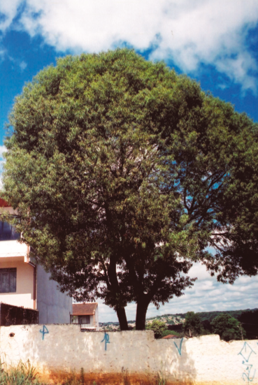 Nectandra megapotamica