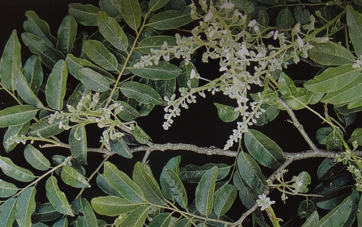 Myroxylon peruiferum