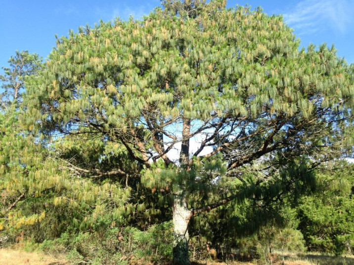 Pinus patula