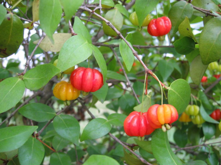 Eugenia uniflora