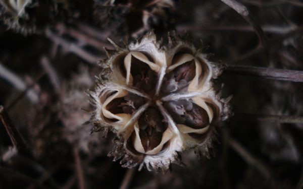 Esenbeckia grandiflora