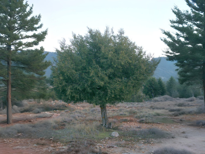Juniperus thurifera
