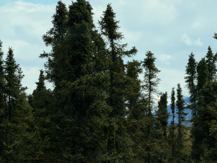 Picea mariana