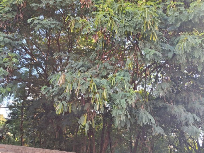 Leucaena leucocephala