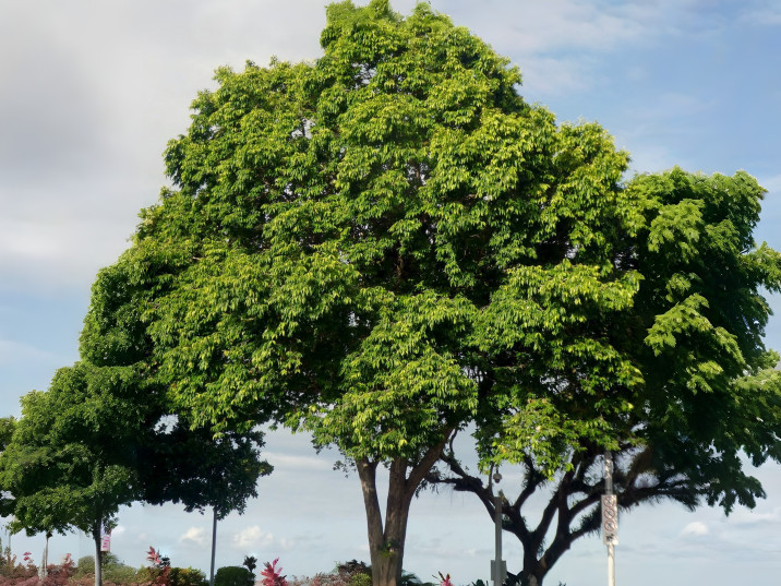 Syzygium tierneyanum