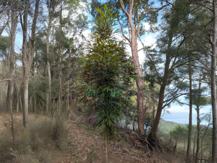 Grevillea baileyana