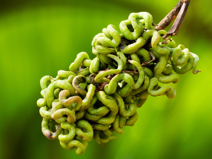 Acacia mangium