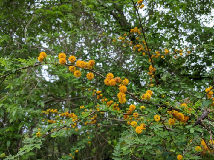 Acacia farnesiana