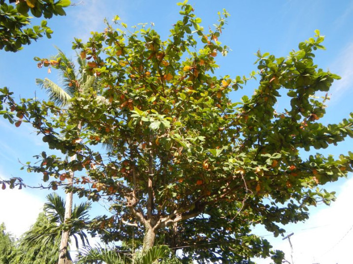 Terminalia catappa