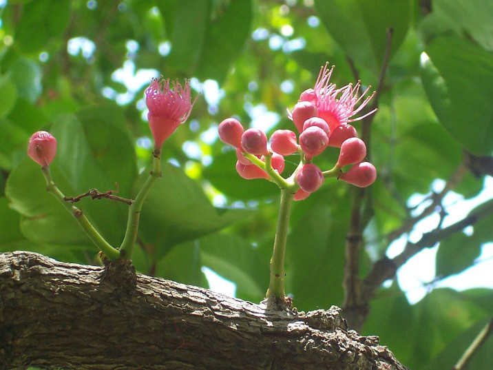 Syzygium moorei