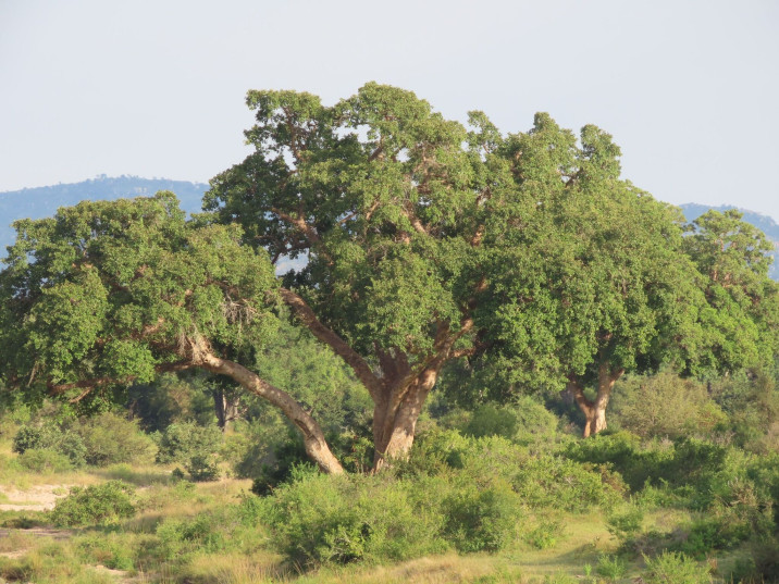 Ficus sycomorus