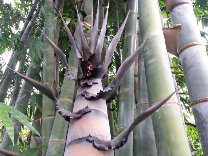 Dendrocalamus giganteus
