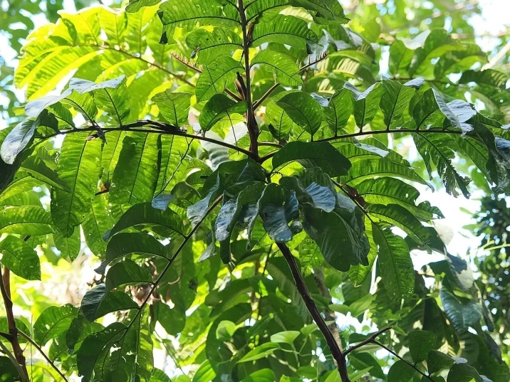 Diploglottis australis