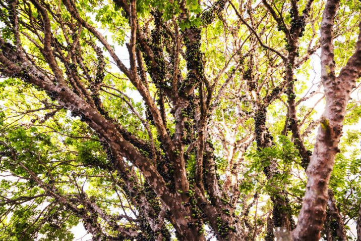 Myrciaria trunciflora