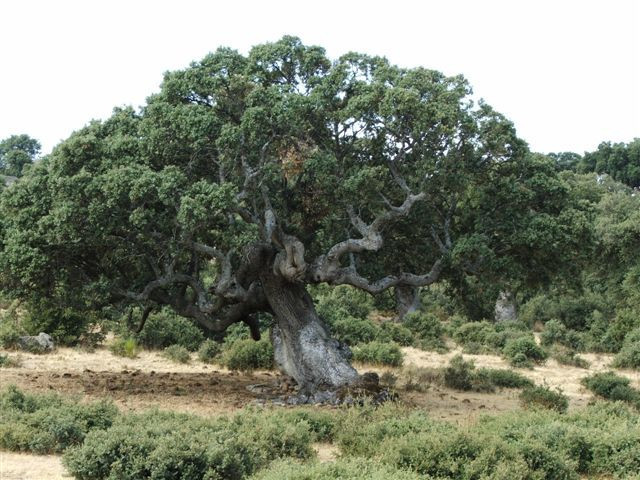 Quercus rotundifolia