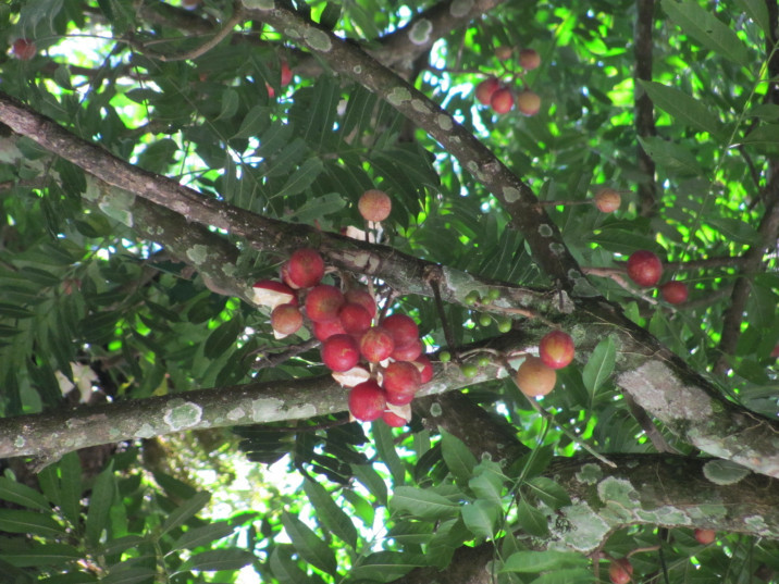 Guarea macrophylla