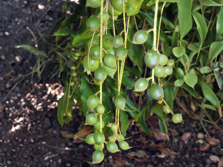 Macadamia integrifolia