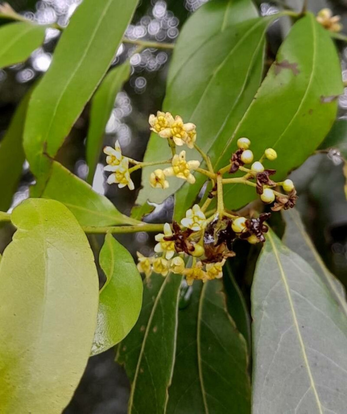 Nectandra grandiflora
