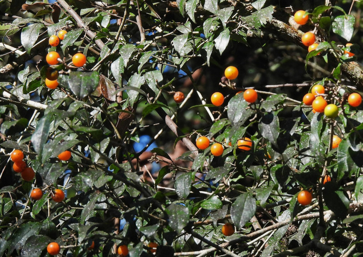 Strychnos brasiliensis