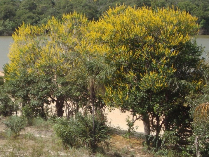 Vochysia obscura