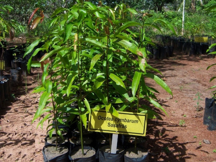 Ocotea cymbarum
