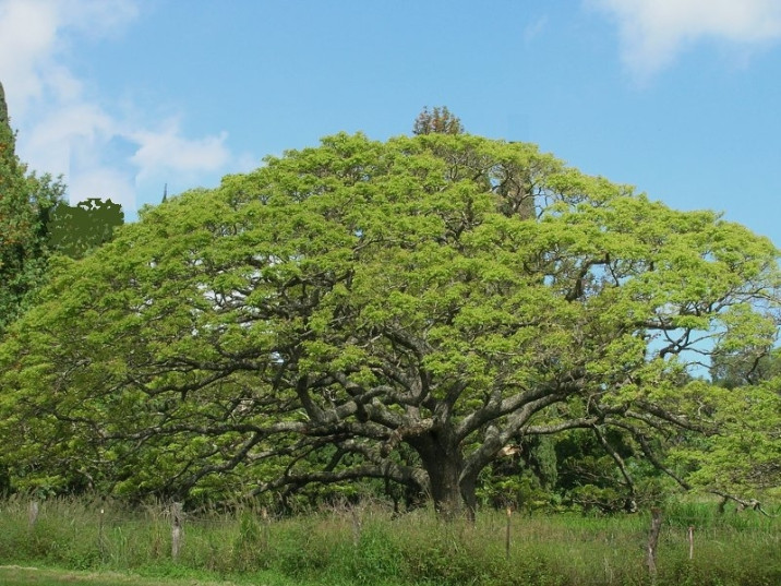 Albizia saman