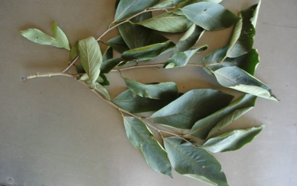 Annona sylvatica