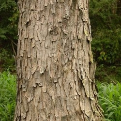 Pseudosamanea guachapele
