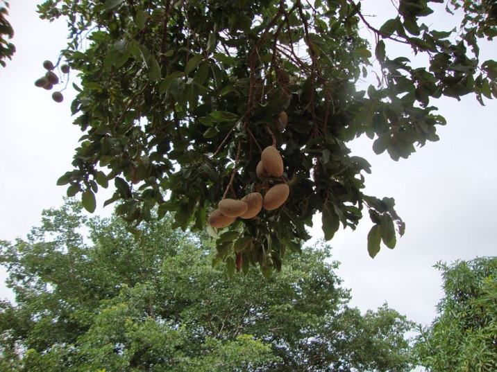 Licania pyrifolia
