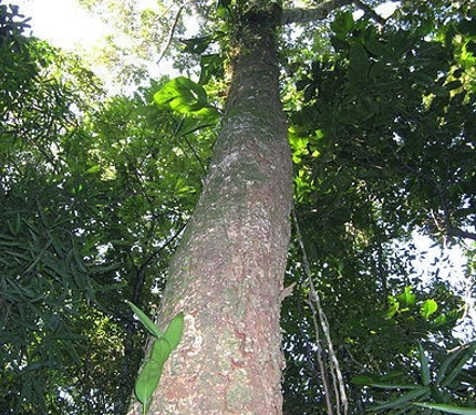 Calophyllum lucidum