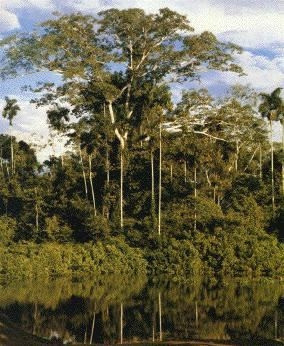 Minquartia guianensis